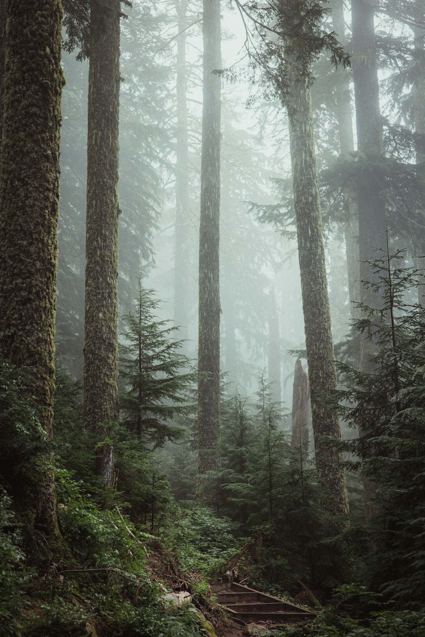 A Cascade Forest - Fine Art Print